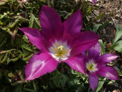 flower